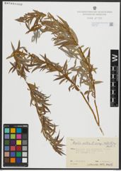 Foto von Salix alba subsp. vitellina (L.) Arcang.